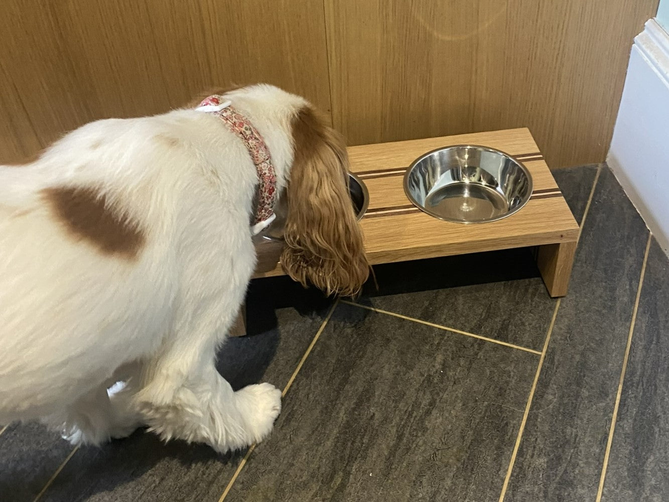Striped Raised Double Dog Bowl
