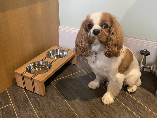 Striped Double Pet Bowl